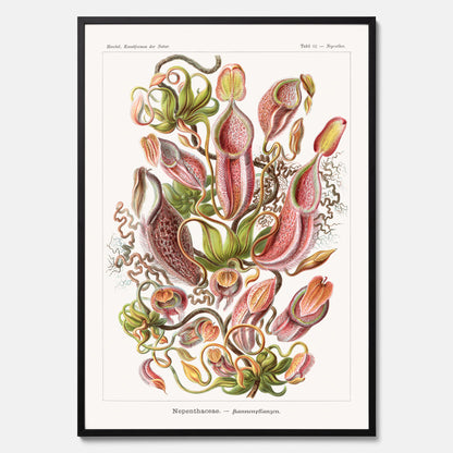 Vintageposter med en gammal illustration av kannrankor ritad av tyska biologen Ernst Haeckel år 1933