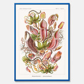 Vintageposter med en gammal illustration av kannrankor ritad av tyska biologen Ernst Haeckel år 1934