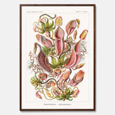 Vintageposter med en gammal illustration av kannrankor ritad av tyska biologen Ernst Haeckel år 1935