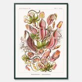 Vintageposter med en gammal illustration av kannrankor ritad av tyska biologen Ernst Haeckel år 1936