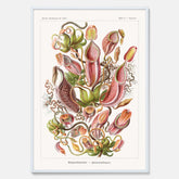 Vintageposter med en gammal illustration av kannrankor ritad av tyska biologen Ernst Haeckel år 1937