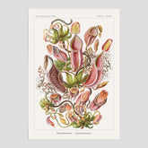 Vintageposter med en gammal illustration av kannrankor ritad av tyska biologen Ernst Haeckel år 1938