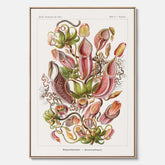 Vintageposter på canvas med en gammal illustration av kannrankor ritad av tyska biologen Ernst Haeckel år 1927