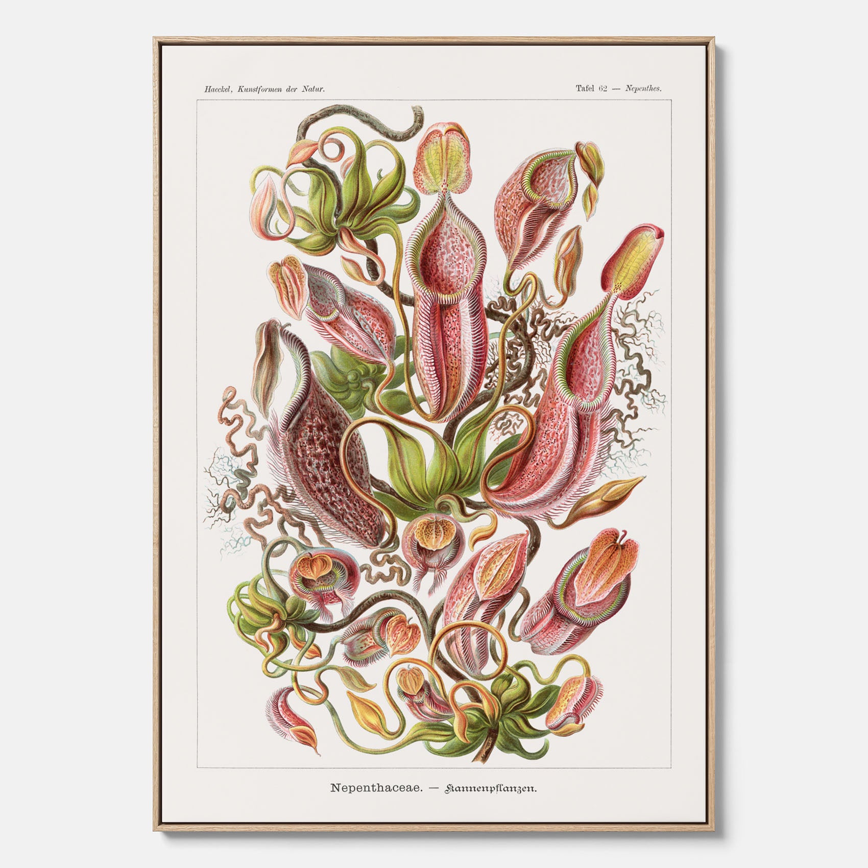 Vintageposter på canvas med en gammal illustration av kannrankor ritad av tyska biologen Ernst Haeckel år 1927