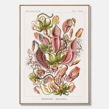 Vintageposter på canvas med en gammal illustration av kannrankor ritad av tyska biologen Ernst Haeckel år 1927