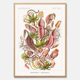 Vintageposter med en gammal illustration av kannrankor ritad av tyska biologen Ernst Haeckel år 1939