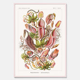 Vintageposter med en gammal illustration av kannrankor ritad av tyska biologen Ernst Haeckel år 1940