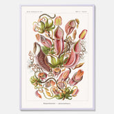 Vintageposter med en gammal illustration av kannrankor ritad av tyska biologen Ernst Haeckel år 1941