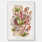 Vintageposter på canvas med en gammal illustration av kannrankor ritad av tyska biologen Ernst Haeckel år 1927