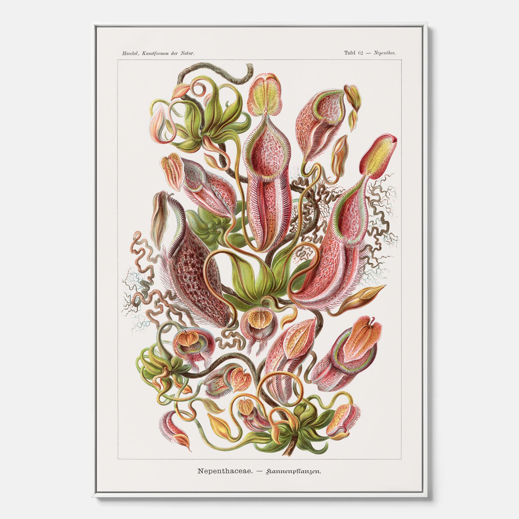 Vintageposter på canvas med en gammal illustration av kannrankor ritad av tyska biologen Ernst Haeckel år 1927