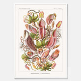 Vintageposter med en gammal illustration av kannrankor ritad av tyska biologen Ernst Haeckel år 1943