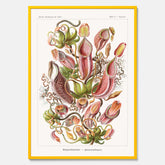 Vintageposter med en gammal illustration av kannrankor ritad av tyska biologen Ernst Haeckel år 1944