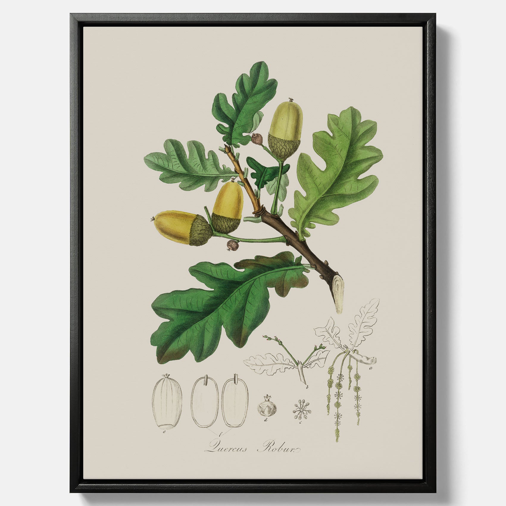 Ekollon canvas – Kökstavla, snygg plansch med ett vintagemotiv, tavla till kök, köksposter