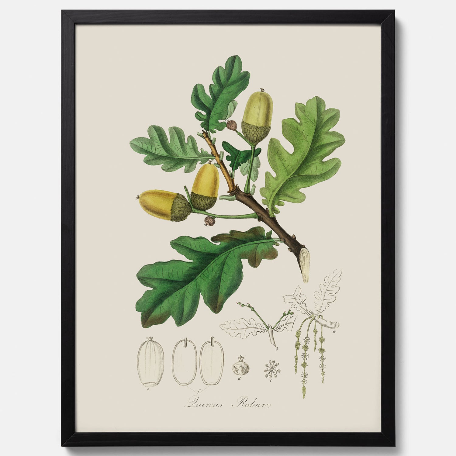 Ekollon Poster – Kökstavla, snygg plansch med ett vintagemotiv, tavla till kök, köksposter