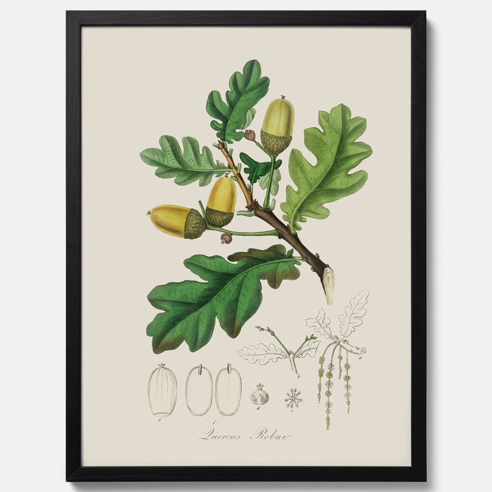 Ekollon Poster – Kökstavla, snygg plansch med ett vintagemotiv, tavla till kök, köksposter