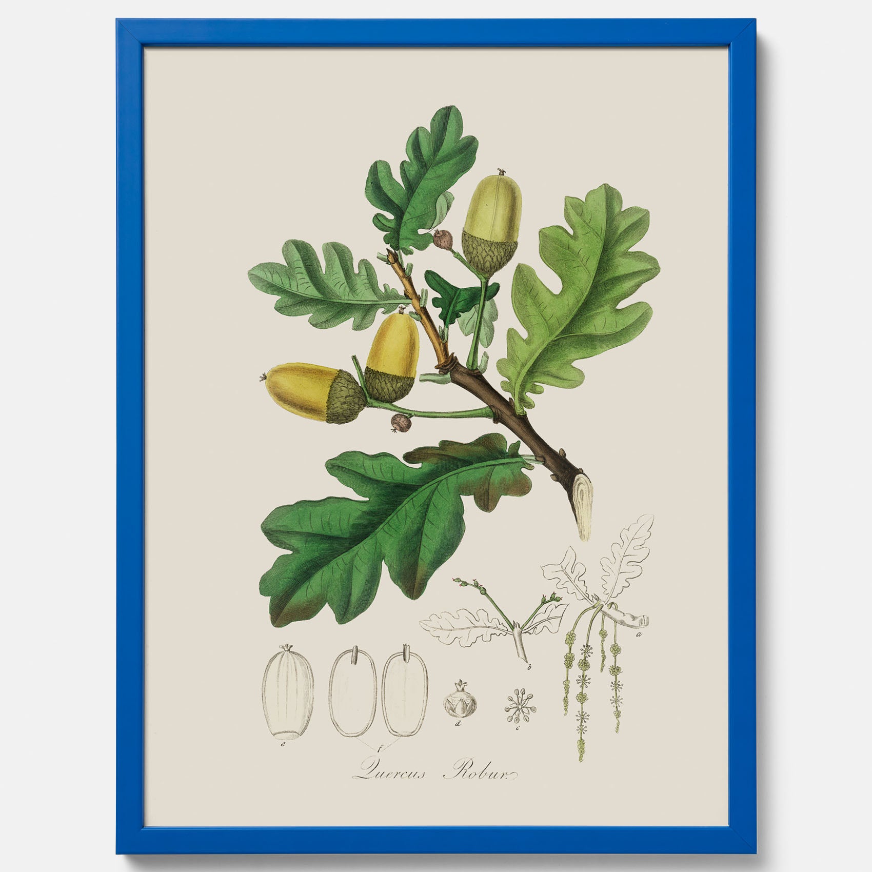 Ekollon Poster – Kökstavla, snygg plansch med ett vintagemotiv, tavla till kök, köksposter