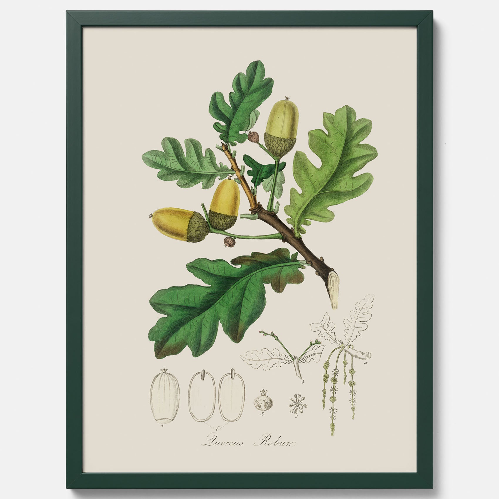 Ekollon Poster – Kökstavla, snygg plansch med ett vintagemotiv, tavla till kök, köksposter