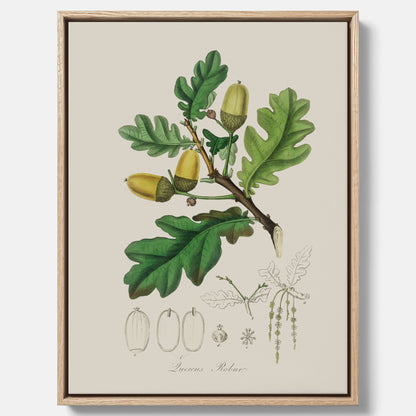 Ekollon canvas – Kökstavla, snygg plansch med ett vintagemotiv, tavla till kök, köksposter
