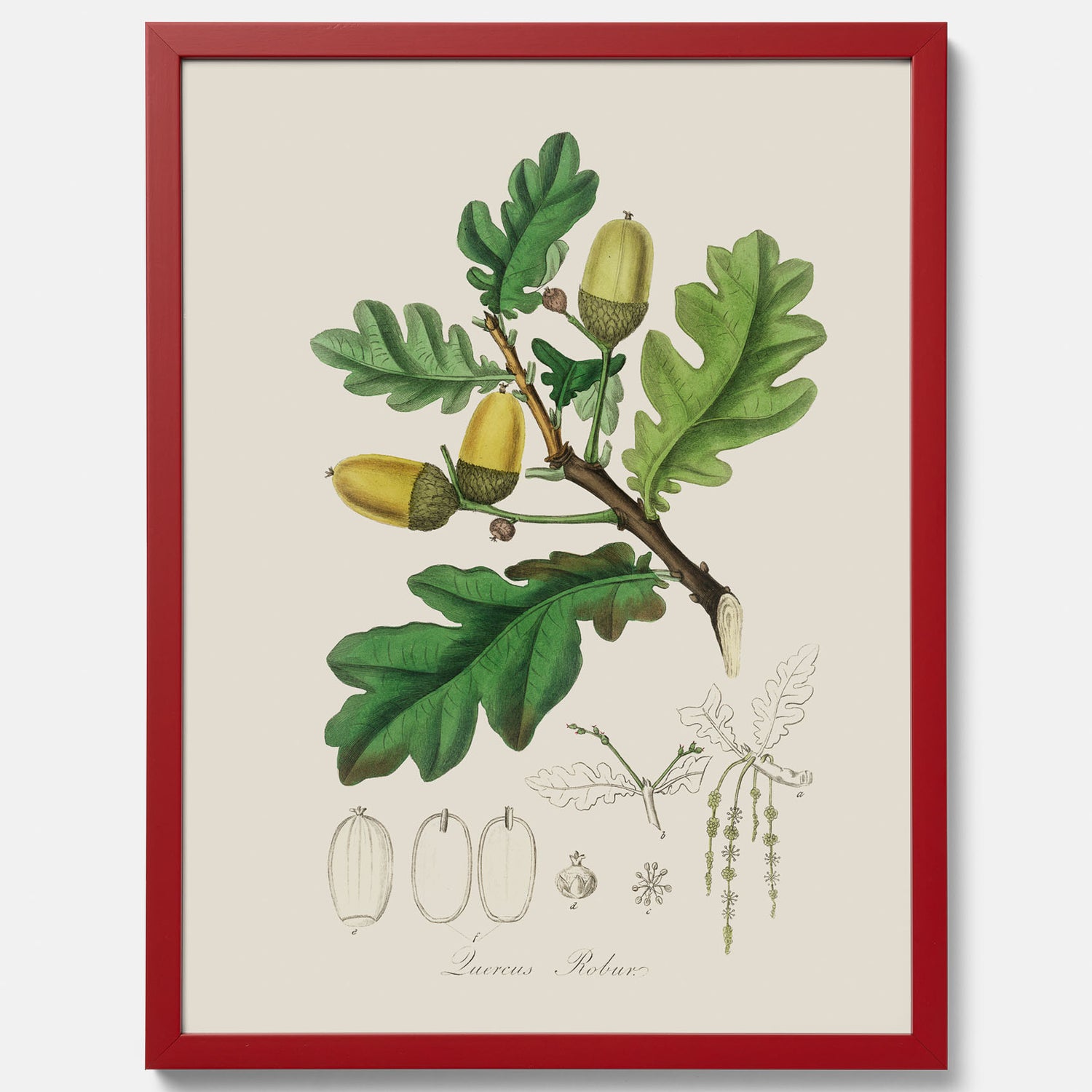 Ekollon Poster – Kökstavla, snygg plansch med ett vintagemotiv, tavla till kök, köksposter