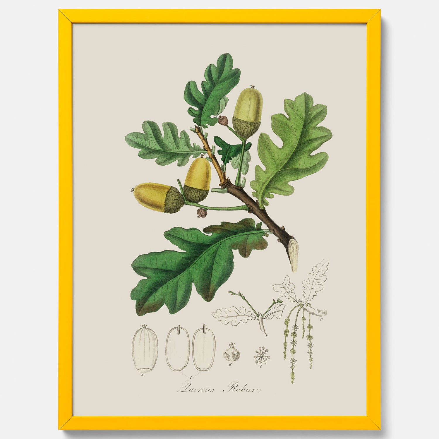 Ekollon Poster – Kökstavla, snygg plansch med ett vintagemotiv, tavla till kök, köksposter