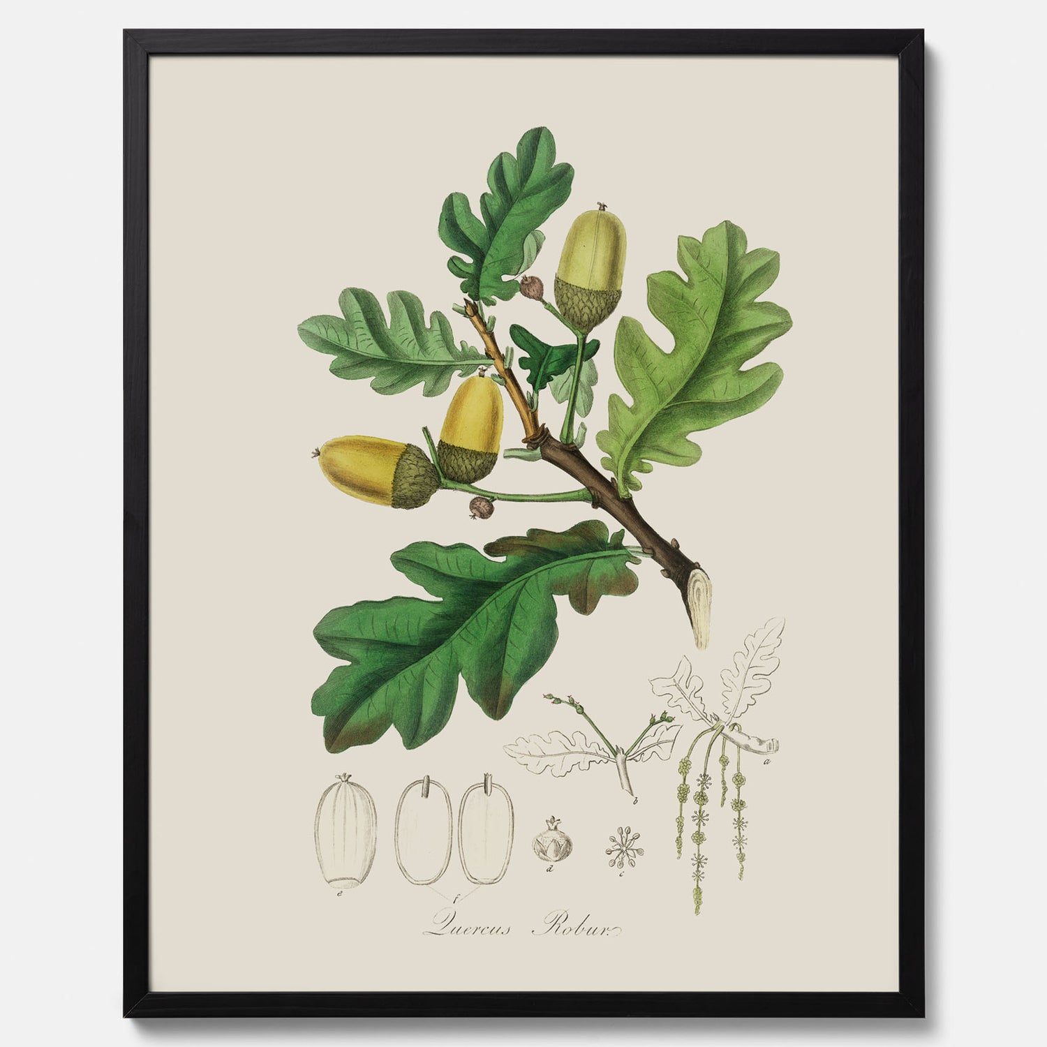 Ekollon Poster – Kökstavla, snygg plansch med ett vintagemotiv, tavla till kök, köksposter