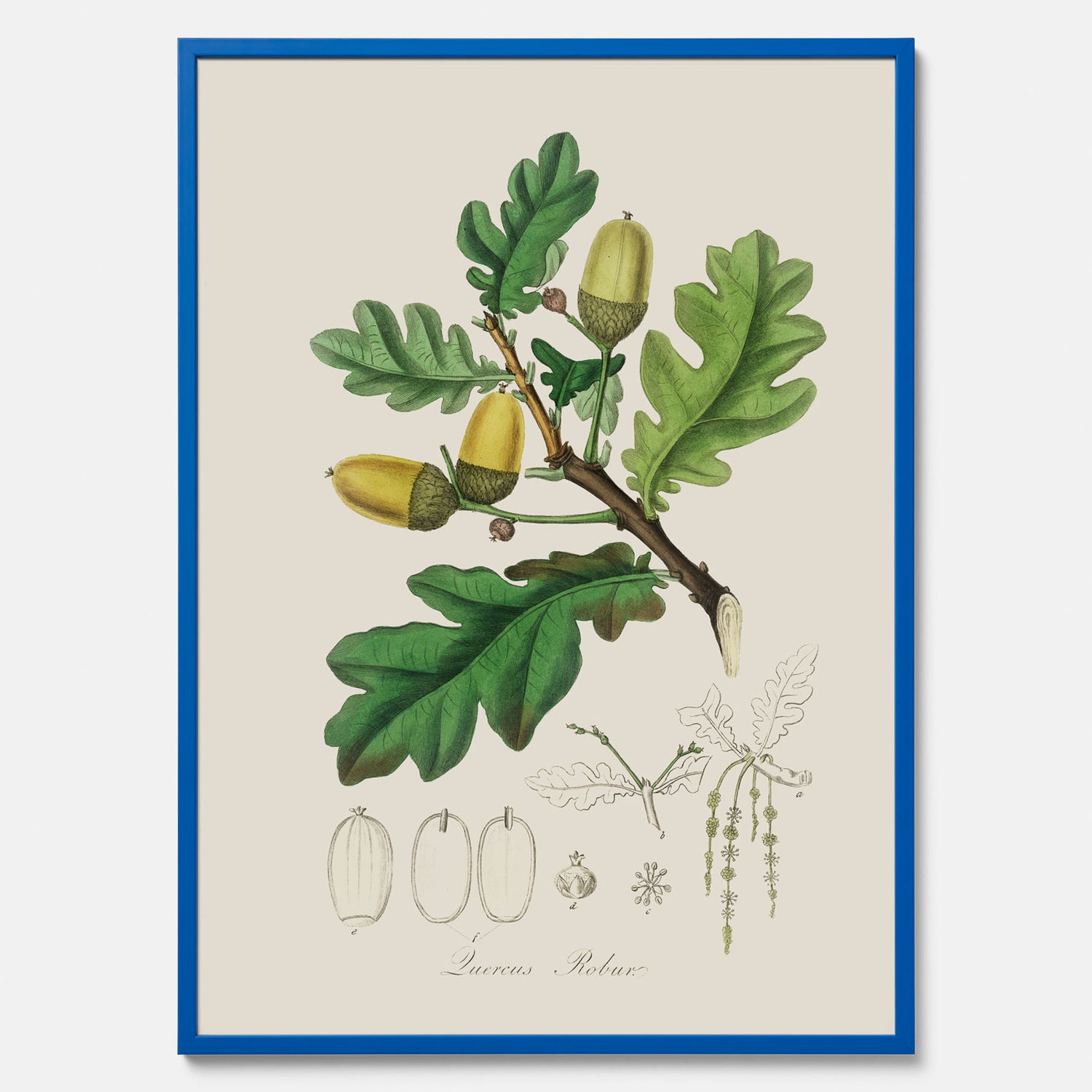 Ekollon Poster – Kökstavla, snygg plansch med ett vintagemotiv, tavla till kök, köksposter