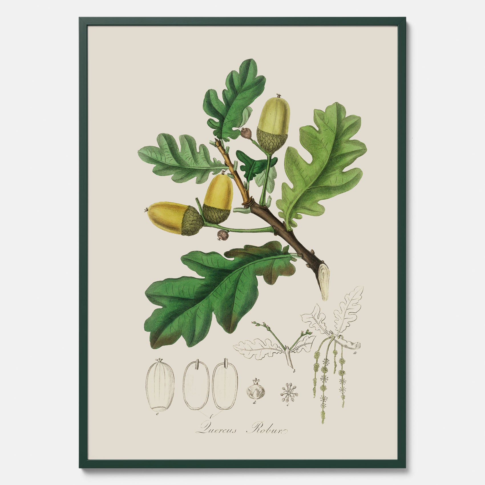 Ekollon Poster – Kökstavla, snygg plansch med ett vintagemotiv, tavla till kök, köksposter