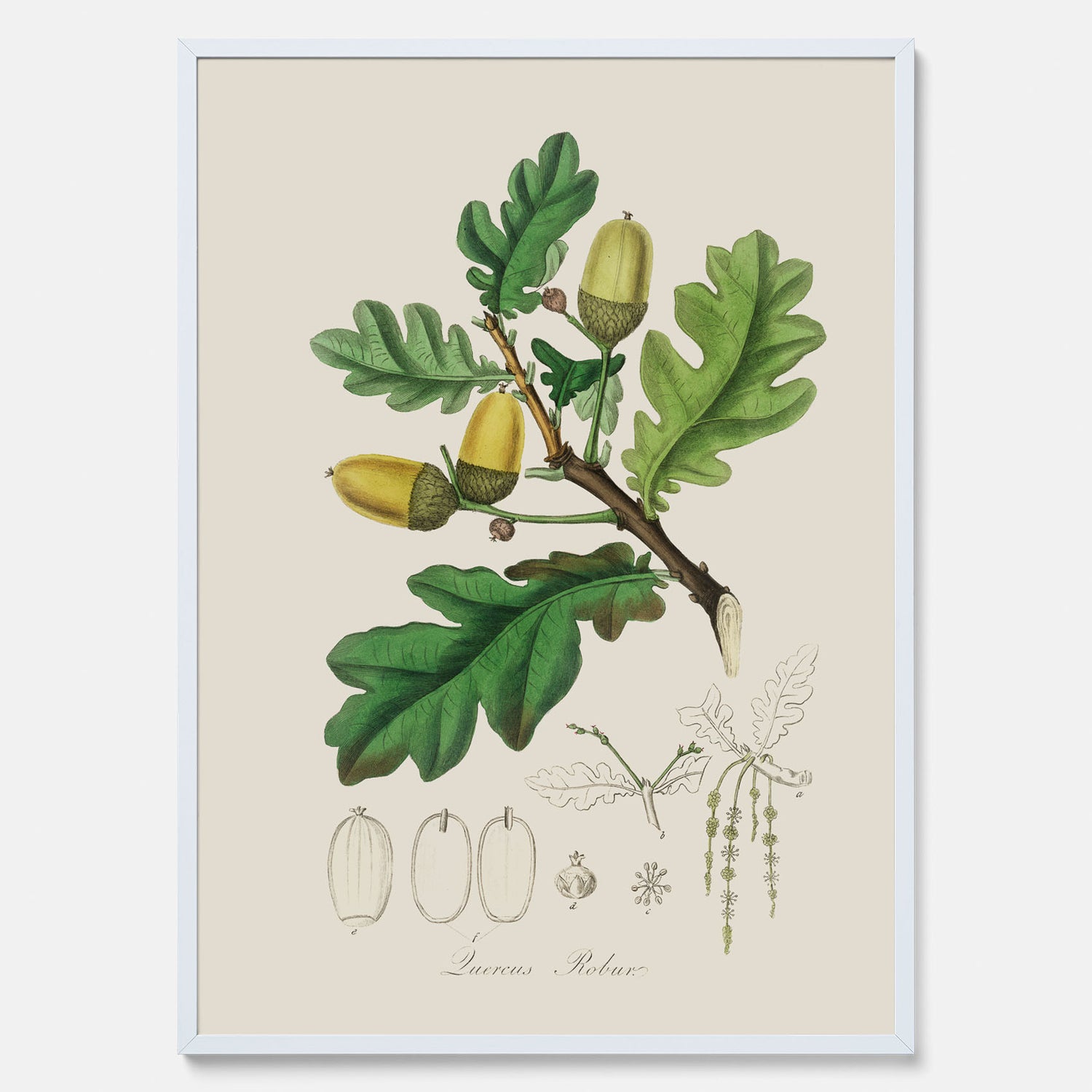 Ekollon Poster – Kökstavla, snygg plansch med ett vintagemotiv, tavla till kök, köksposter
