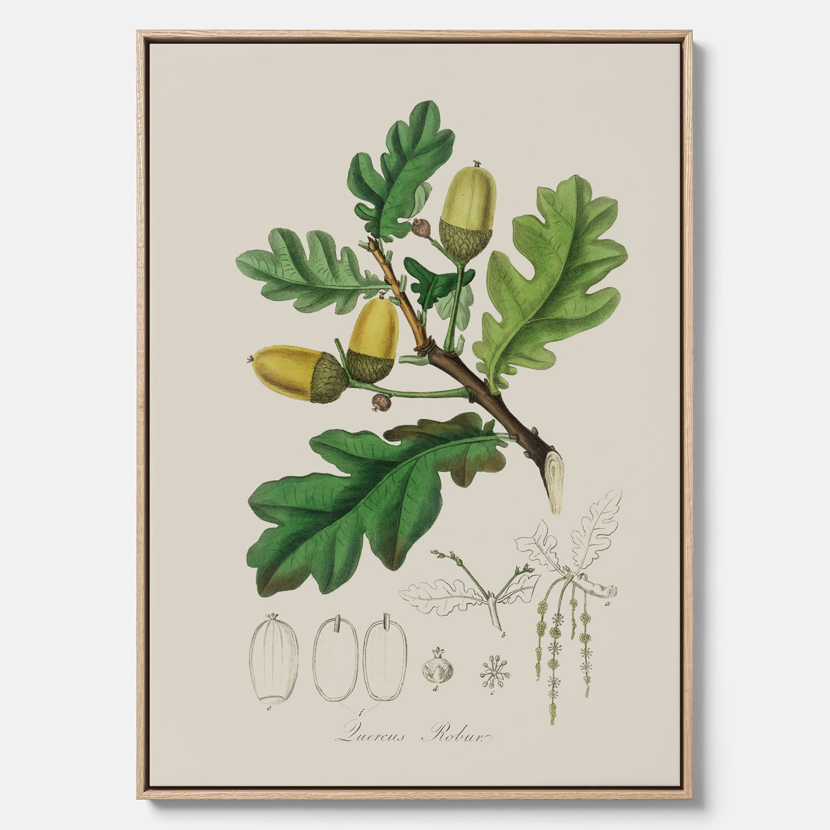Ekollon canvas – Kökstavla, snygg plansch med ett vintagemotiv, tavla till kök, köksposter