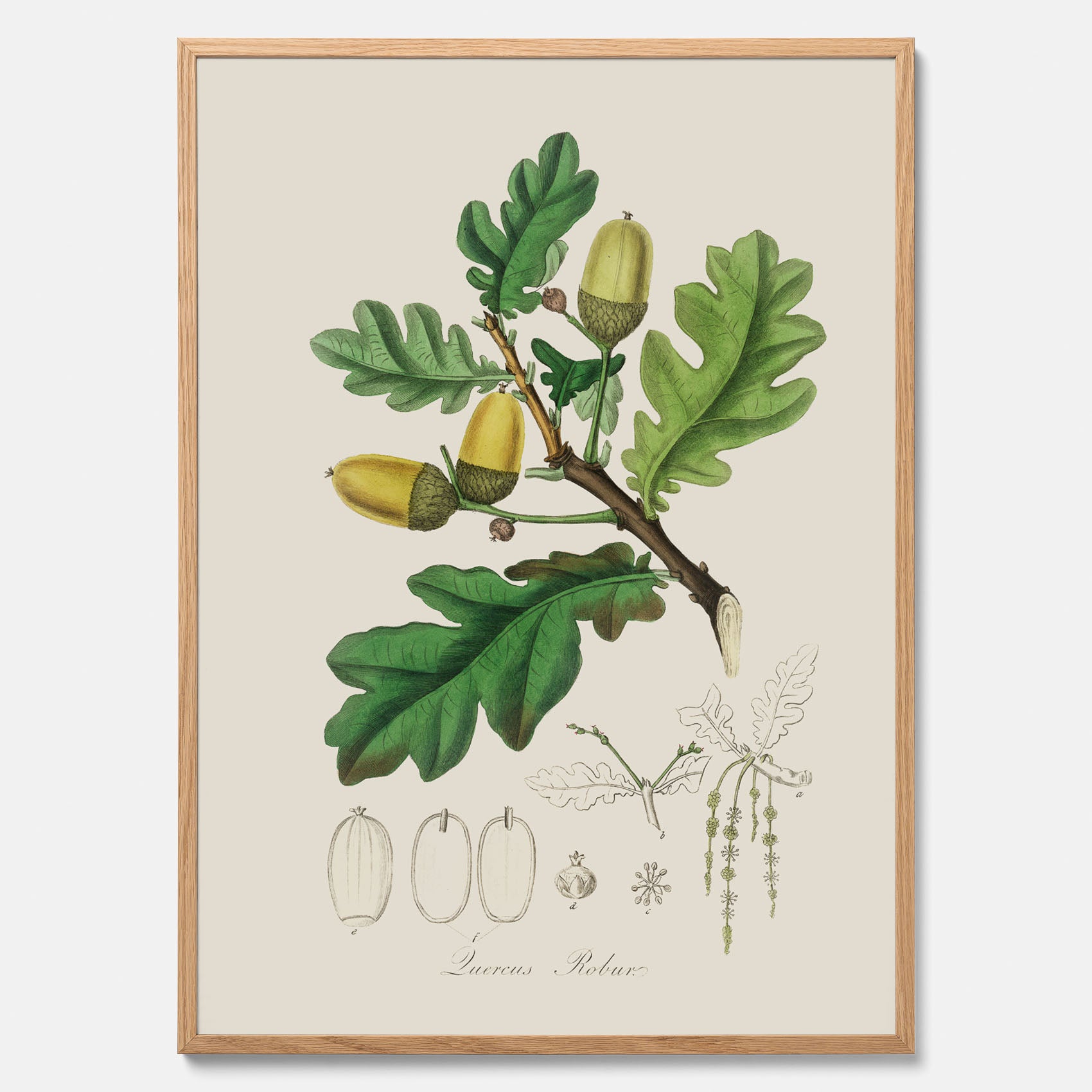 Ekollon Poster – Kökstavla, snygg plansch med ett vintagemotiv, tavla till kök, köksposter