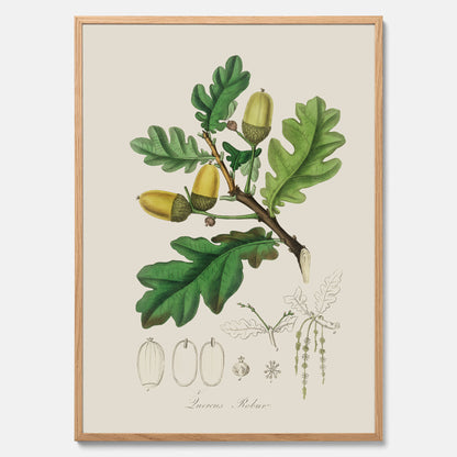 Ekollon Poster – Kökstavla, snygg plansch med ett vintagemotiv, tavla till kök, köksposter