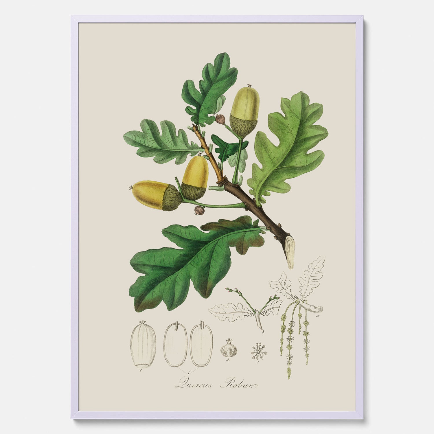 Ekollon Poster – Kökstavla, snygg plansch med ett vintagemotiv, tavla till kök, köksposter