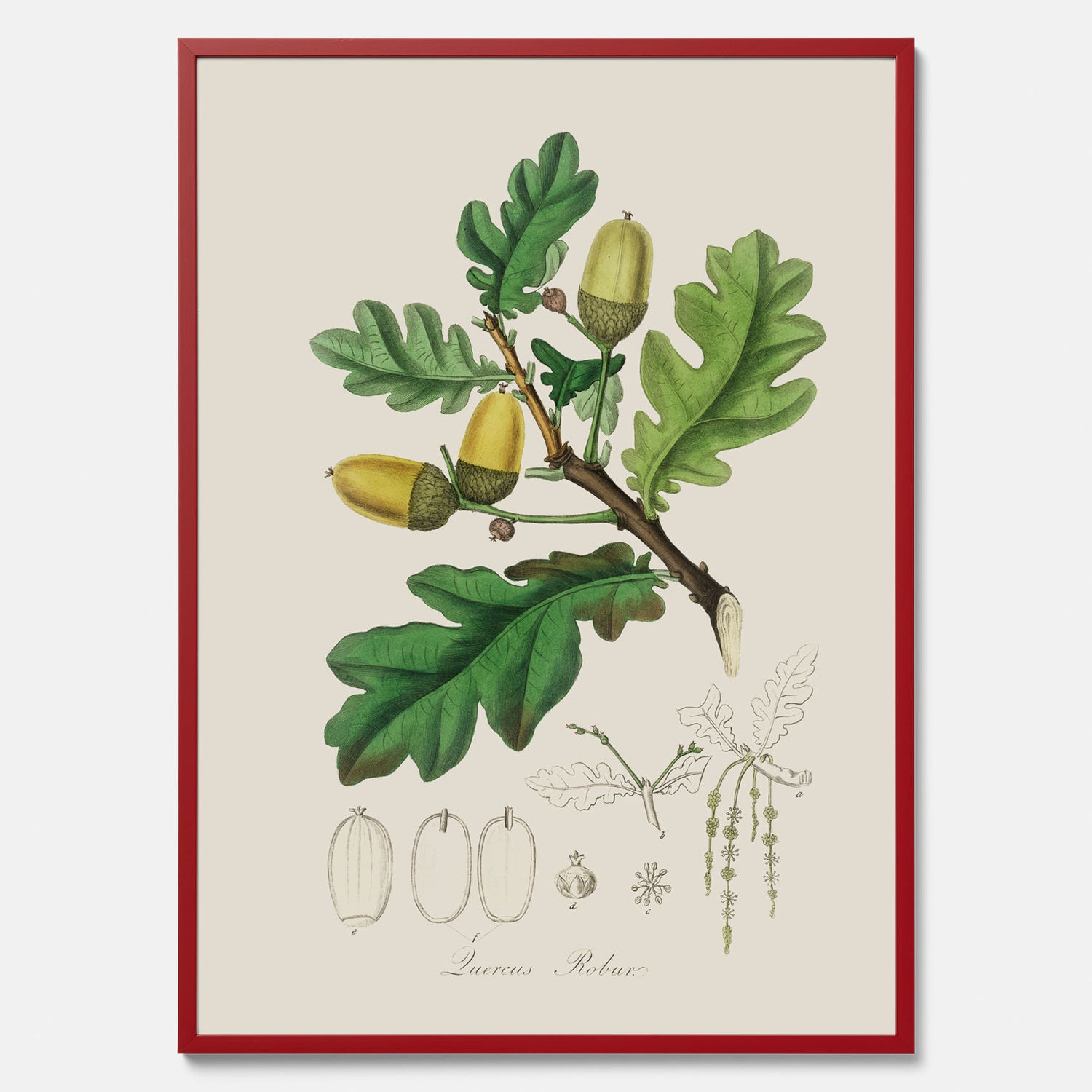 Ekollon Poster – Kökstavla, snygg plansch med ett vintagemotiv, tavla till kök, köksposter