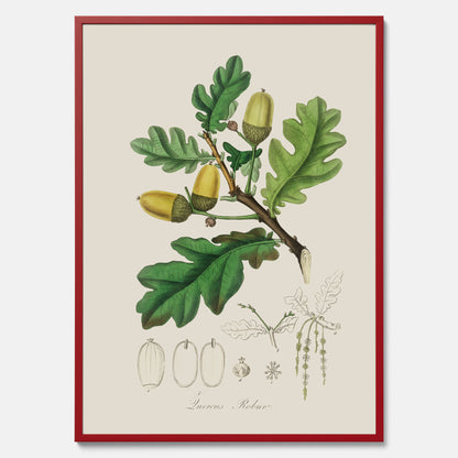 Ekollon Poster – Kökstavla, snygg plansch med ett vintagemotiv, tavla till kök, köksposter