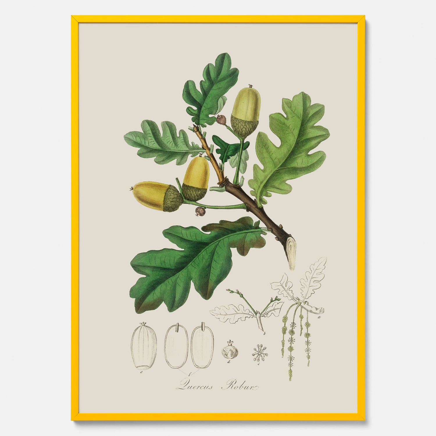 Ekollon Poster – Kökstavla, snygg plansch med ett vintagemotiv, tavla till kök, köksposter