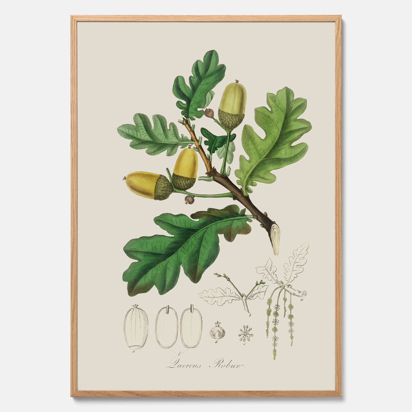 Ekollon Poster – Kökstavla, snygg plansch med ett vintagemotiv, tavla till kök, köksposter