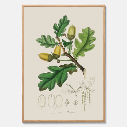 Ekollon Poster – Kökstavla, snygg plansch med ett vintagemotiv, tavla till kök, köksposter
