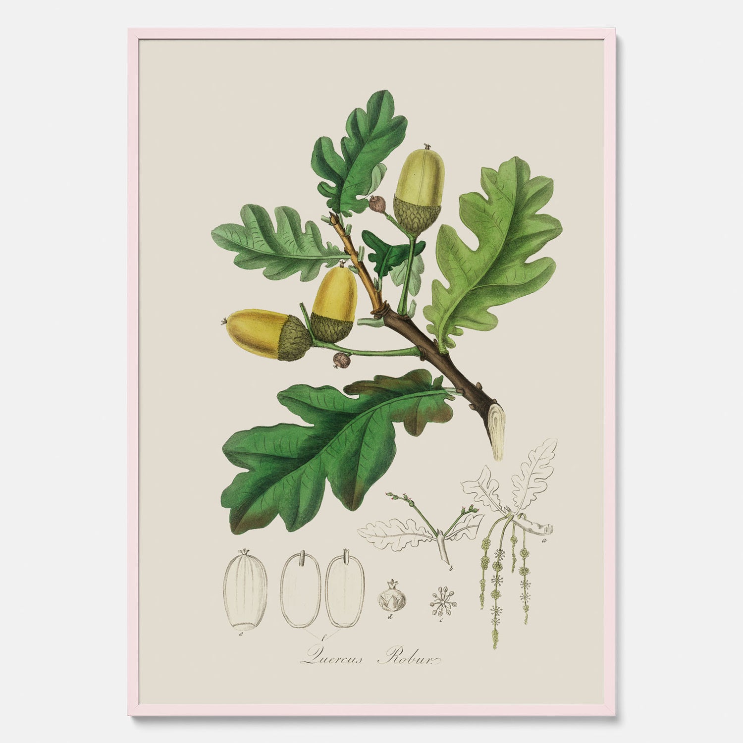 Ekollon Poster – Kökstavla, snygg plansch med ett vintagemotiv, tavla till kök, köksposter
