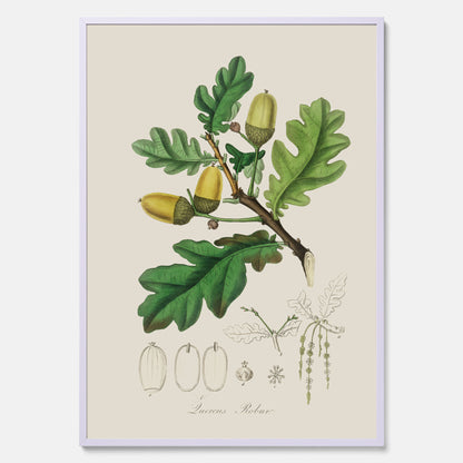 Ekollon Poster – Kökstavla, snygg plansch med ett vintagemotiv, tavla till kök, köksposter