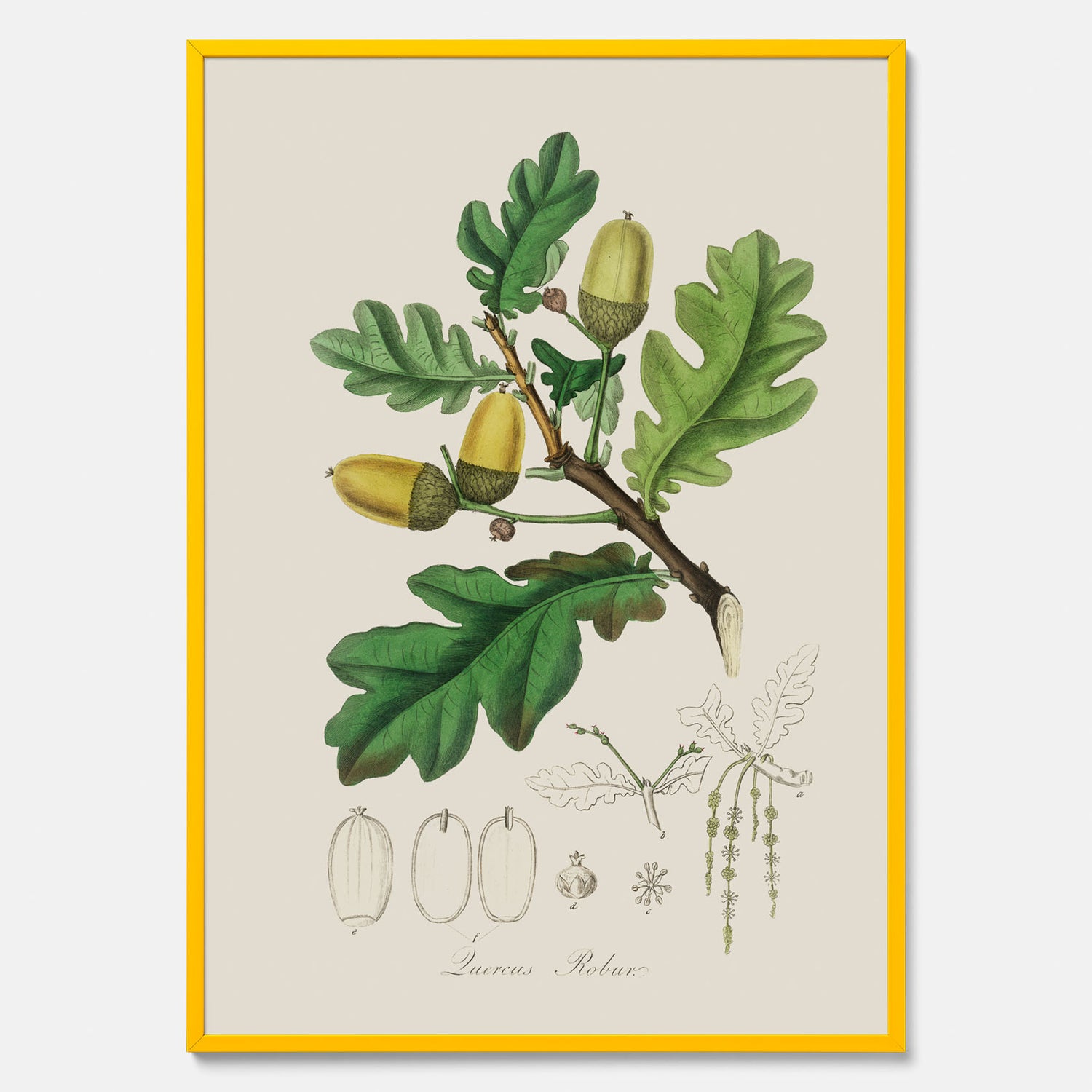 Ekollon Poster – Kökstavla, snygg plansch med ett vintagemotiv, tavla till kök, köksposter
