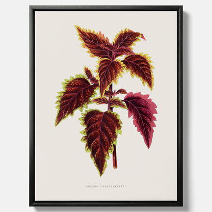 Vintageposter på canvas med en illustration av palettblad (Coleus Verschaffeltii)
