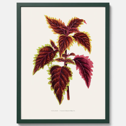 Vintageposter med en illustration av palettblad (Coleus Verschaffeltii)