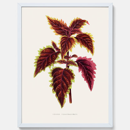 Vintageposter med en illustration av palettblad (Coleus Verschaffeltii)