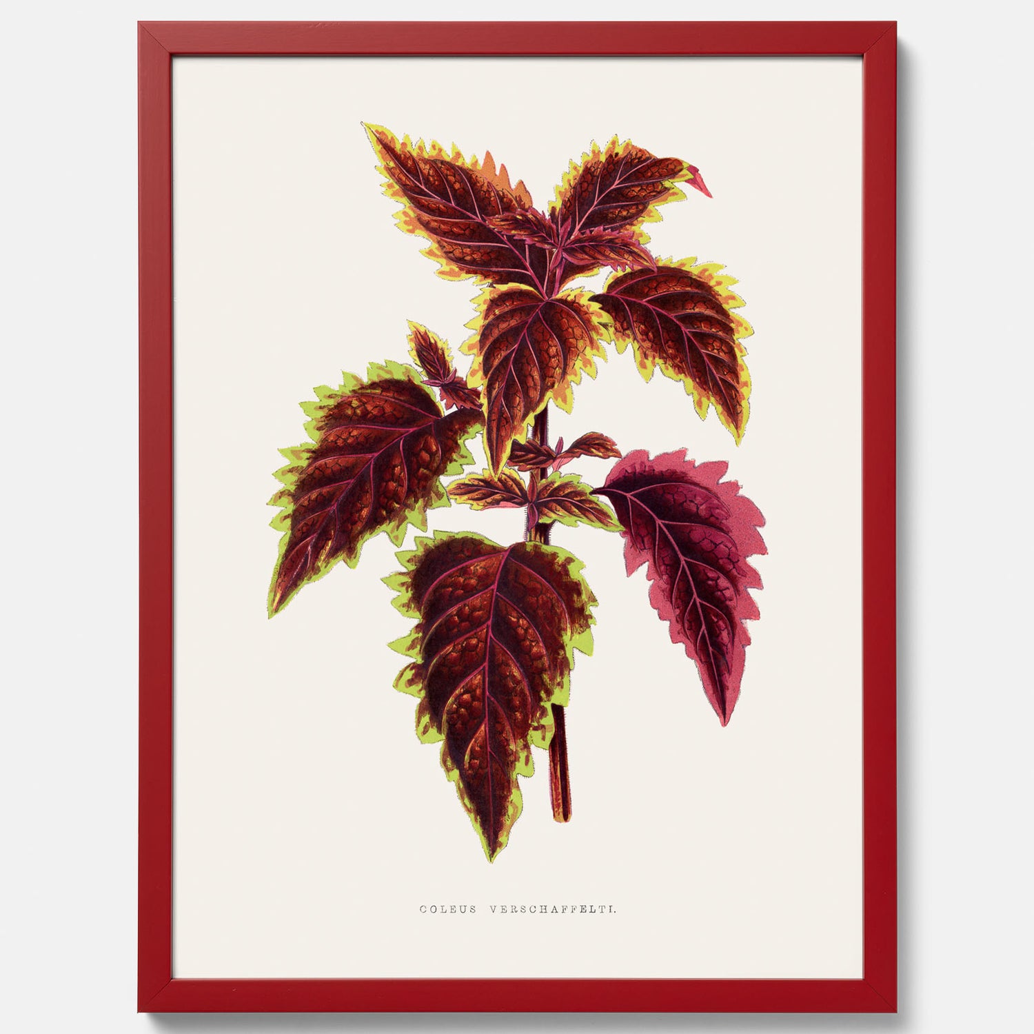 Vintageposter med en illustration av palettblad (Coleus Verschaffeltii)