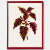 Vintageposter med en illustration av palettblad (Coleus Verschaffeltii)