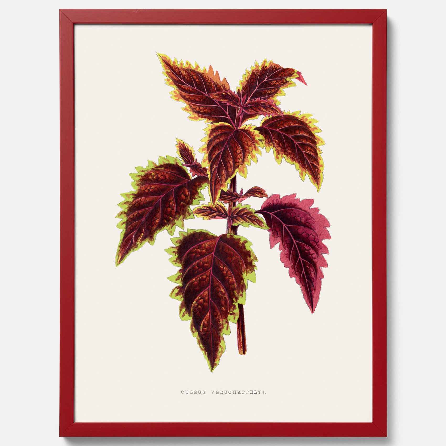Vintageposter med en illustration av palettblad (Coleus Verschaffeltii)