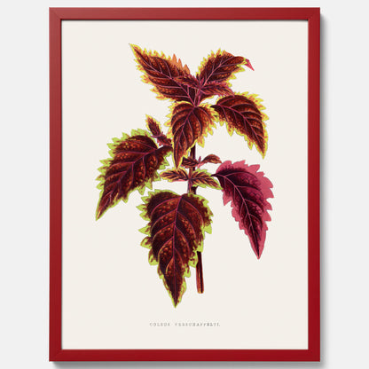 Vintageposter med en illustration av palettblad (Coleus Verschaffeltii)