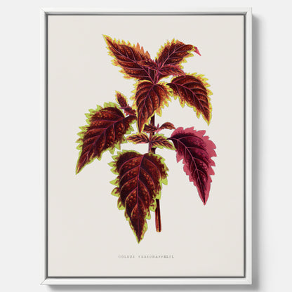 Vintageposter på canvas med en illustration av palettblad (Coleus Verschaffeltii)