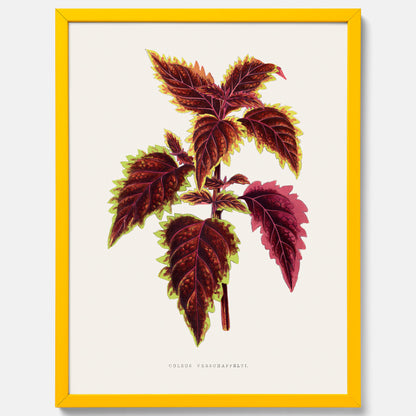 Vintageposter med en illustration av palettblad (Coleus Verschaffeltii)