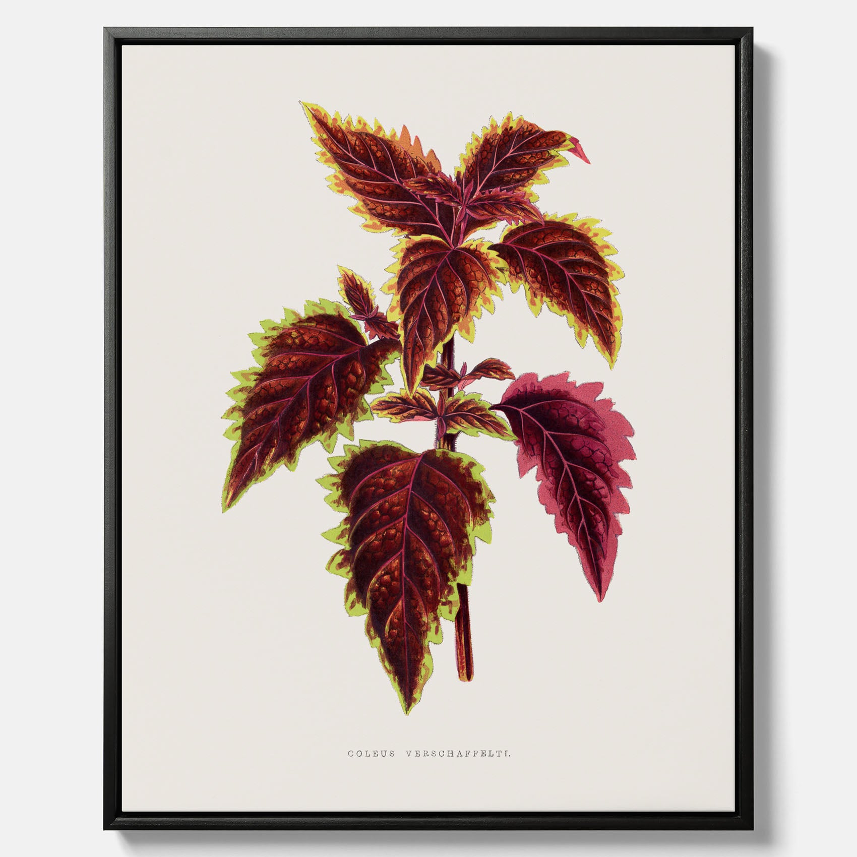 Vintageposter på canvas med en illustration av palettblad (Coleus Verschaffeltii)